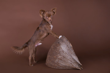 Chihuahua schokobraun