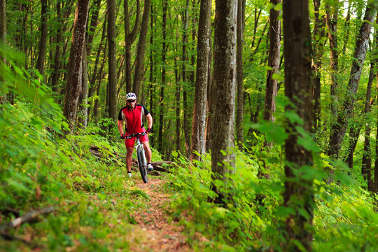 Rider on Mountain Bicycle it the forest
