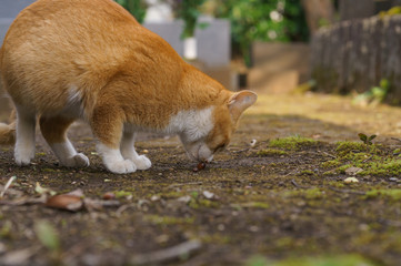 猫