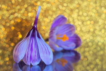 Beautiful flower, violet crocus