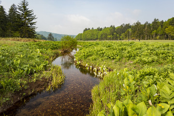 尾瀬ヶ原の川