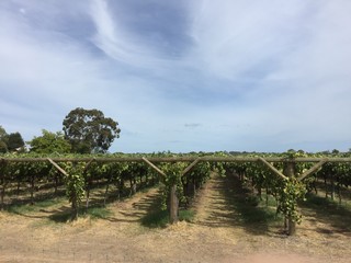 Obraz premium vineyard in western Australia