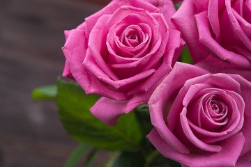 pink roses