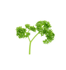 parsley isolated on a white background