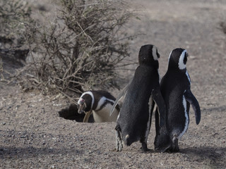 Magellanic penguin (Spheniscus magellanicus)