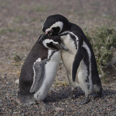  Magellanic penguin (Spheniscus magellanicus)