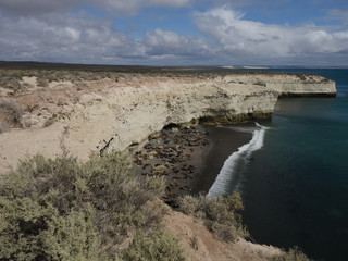 Colony of Patagonian Sea Lions