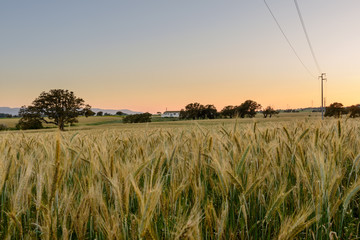 Fototapeta premium Wheat Field at Sunset. / Ripe wheat field before the harvest at sunset in Sardinia. Golden Hour.