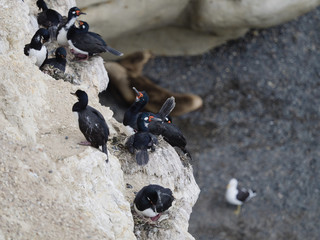 Fototapeta premium Magellanic cormorant colony