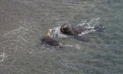 Patagonian Sea Lions