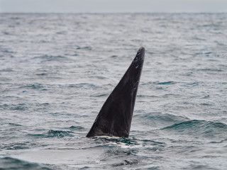 Fototapeta premium Southern Right Whale, seen in Patagonia Argentina