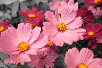 Close-up pink Cosmos with black and white background