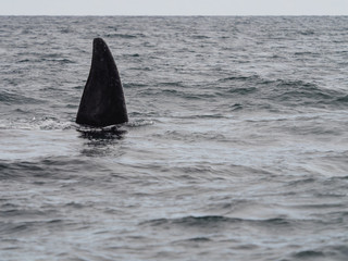 Southern Right Whale, seen in Patagonia Argentina
