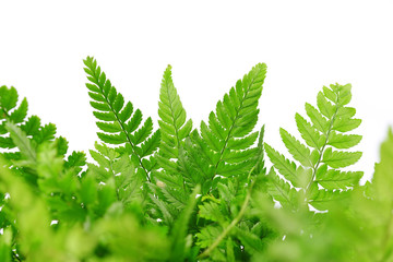 Fern leaves isolated on white background © vencav