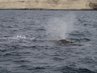 Fototapeta premium Southern Right Whale