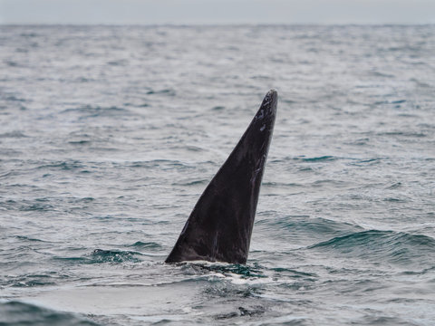 Southern Right Whale, seen in Patagonia Argentina