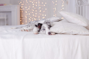 Australian Shepherd (Aussie ), 3 months old