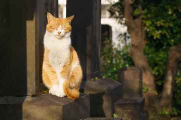 Obraz premium 猫