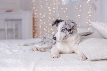 Fototapeta premium Australian Shepherd (Aussie ), 3 months old