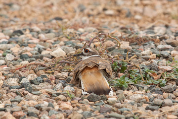 Killdeer