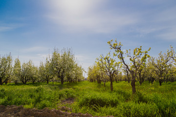 Obraz premium blooming apple tree in spring