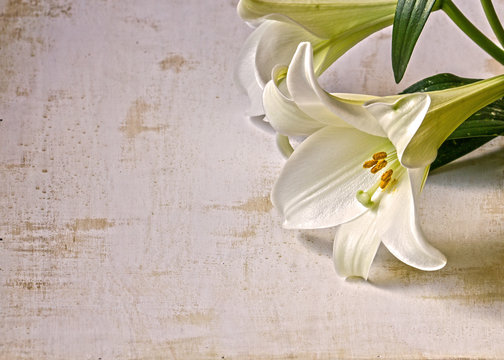 Easter Lily on Grunge Background