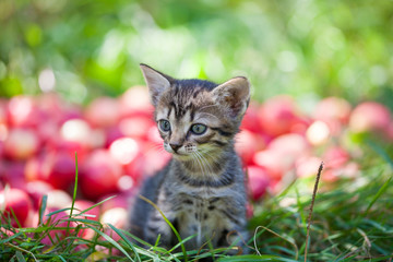 Cute little kitten sitting near red apples on the grass