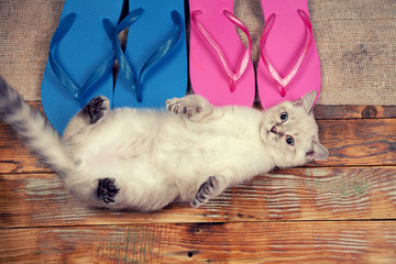 Cute little kitten lyingon the back next to a pair of flip flops