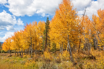 Aspens in Fall