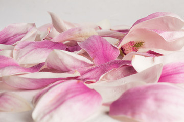 Obraz premium Petals of magnolia kobus covered by droplets