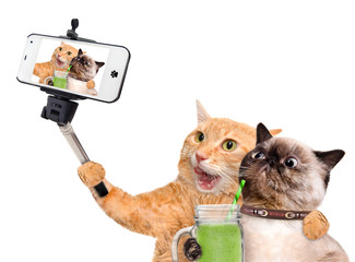 Fototapeta premium Cats taking a selfie with a smartphone