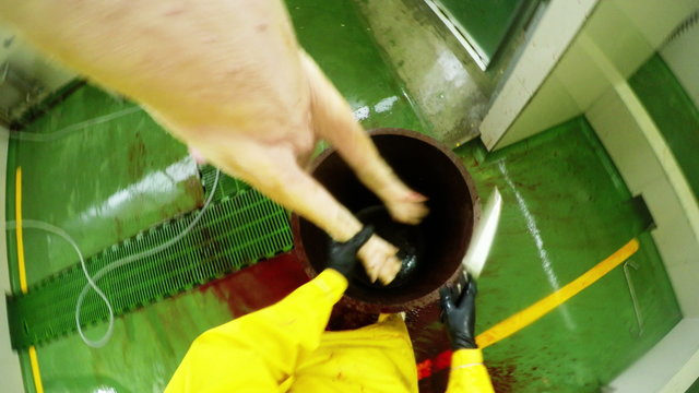 Watch a gripping first person perspective of a butcher legally obtaining footage as they skillfully stick and bleed a pig in a slaughterhouse,captured through a helmet mounted camera.