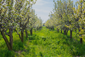 blooming apple tree in spring