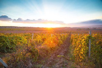 Gorgeous sunset over beautiful green vines