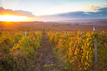 Gorgeous sunset over beautiful green vines