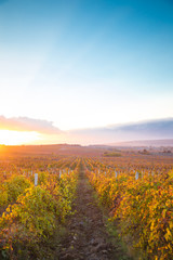 Gorgeous sunset over beautiful green vines