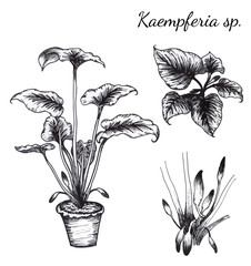 Plant vector and call name is Kaempferia sp.