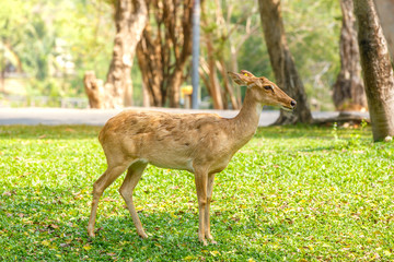 Deer stag in soft morning light