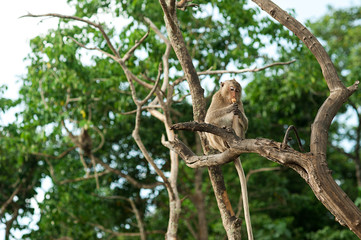 Monkey waiting for and looking chance to stolen food in an island, thailand