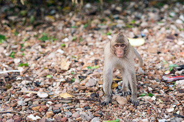 Obraz premium Monkey waiting for and looking for chance to stolen food in an island of andaman sea ,thailand. Lipe island.