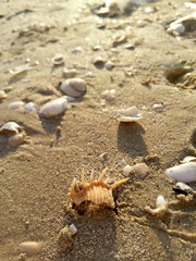 Seashell