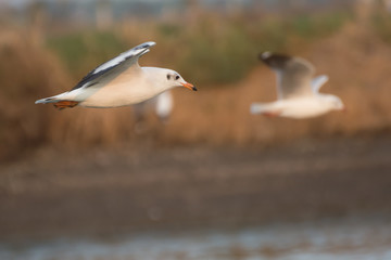 Seagull flying on soft background