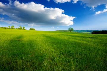 Obraz premium Summer landscape with green grass and clouds.