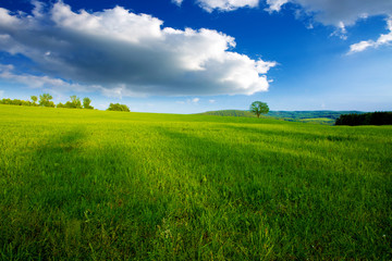 Summer landscape with green grass and clouds.