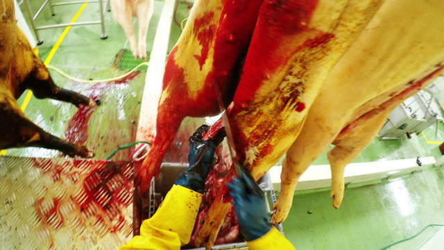 A first-person view of a worker eviscerating pigs hanging upside down on a conveyor in a slaughterhouse in Ecuador, blood and organs in a green-floored facility.