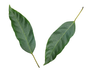 Fototapeta premium green leaves isolated on white background