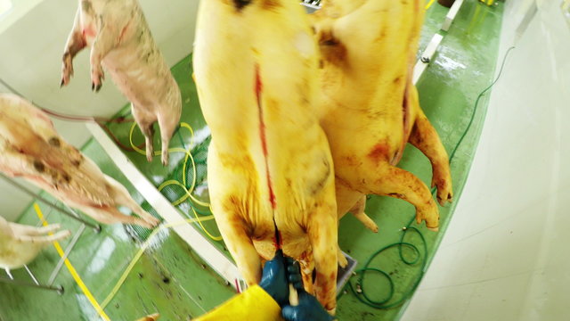 A first-person view of a worker eviscerating hanging pigs along a processing line in a slaughterhouse in Ecuador, blood and tools amid a green-floored facility.