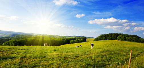 Summer landscape with green grass and cow.