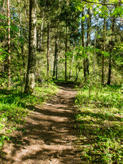 empty road in the countryside in autumn