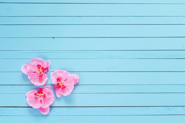 Background with flowers pink orchid on blue painted wooden plank